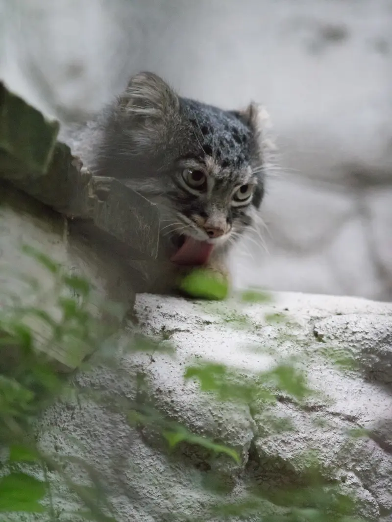 A photograph of Figa in Nogeyama Zoo