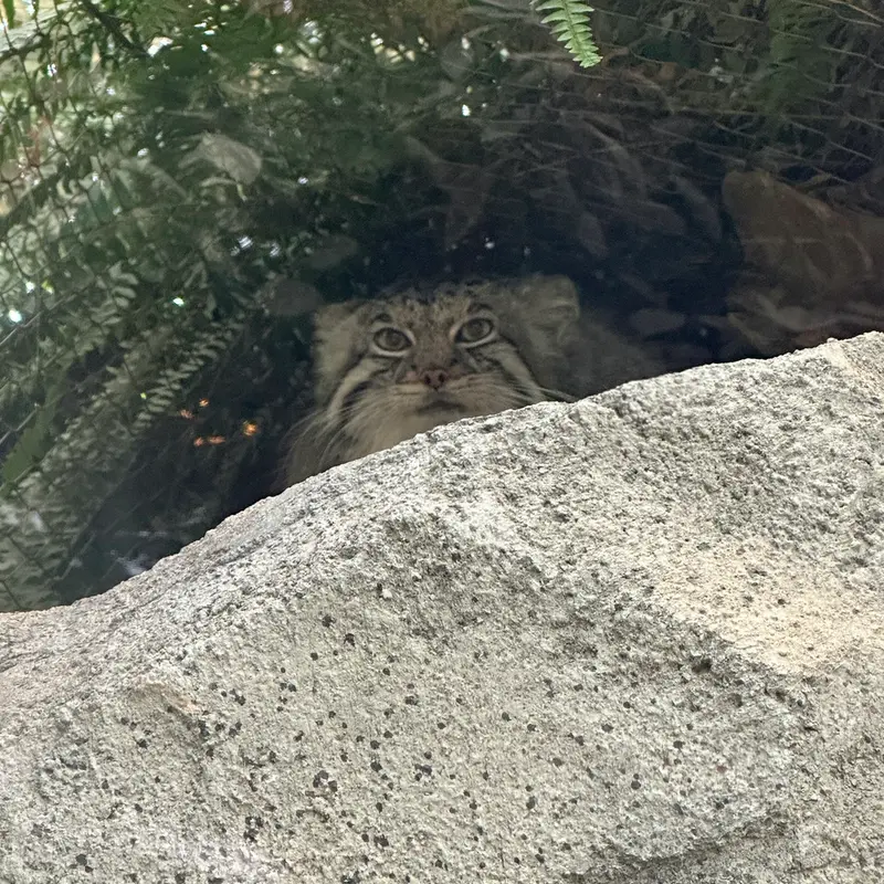 A photograph of Az in Kobe Animal Kingdom