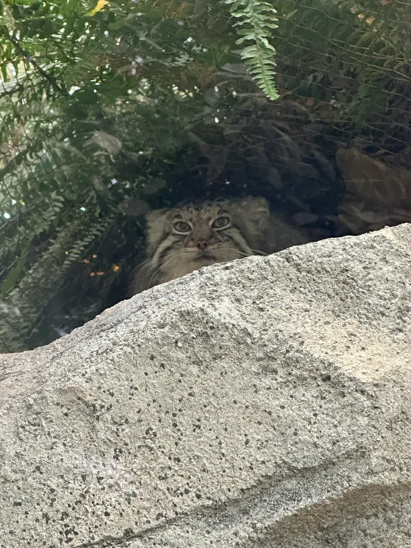 A photograph of Az in Kobe Animal Kingdom