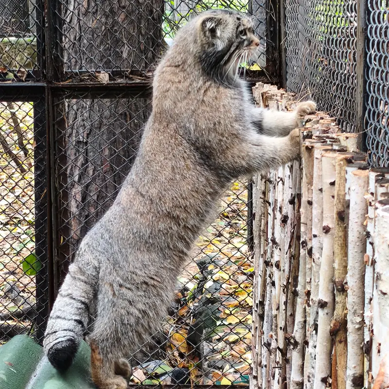 A photograph of George in Novosibirsk Zoo