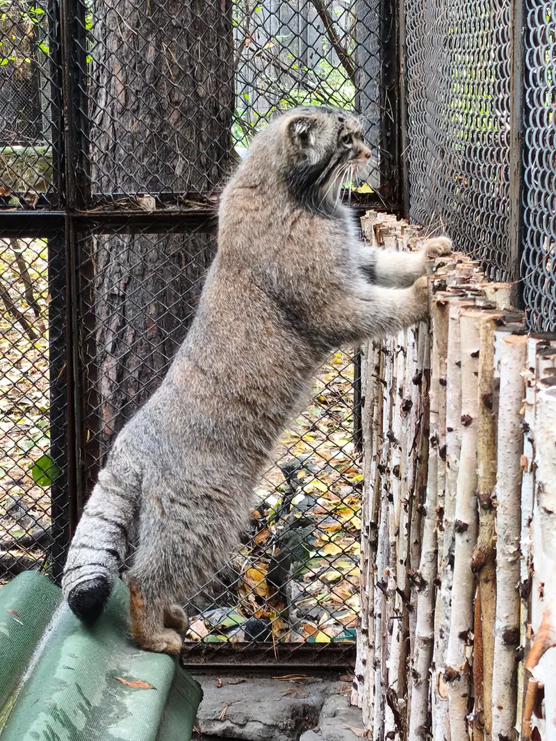 A photograph of George in Novosibirsk Zoo