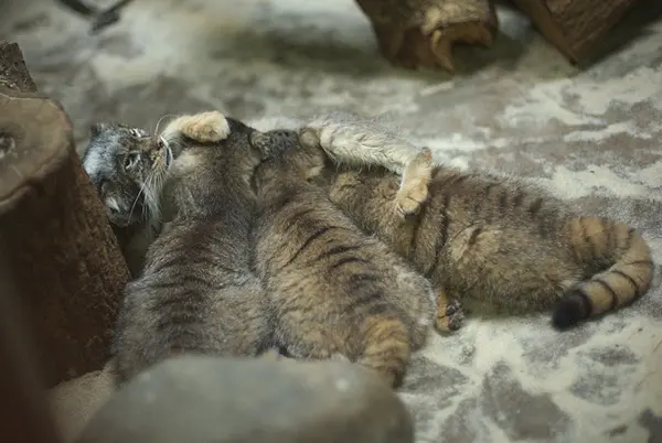 A photograph of Lalaa, Naim, Yus, and Draw in Ueno Zoological Gardens