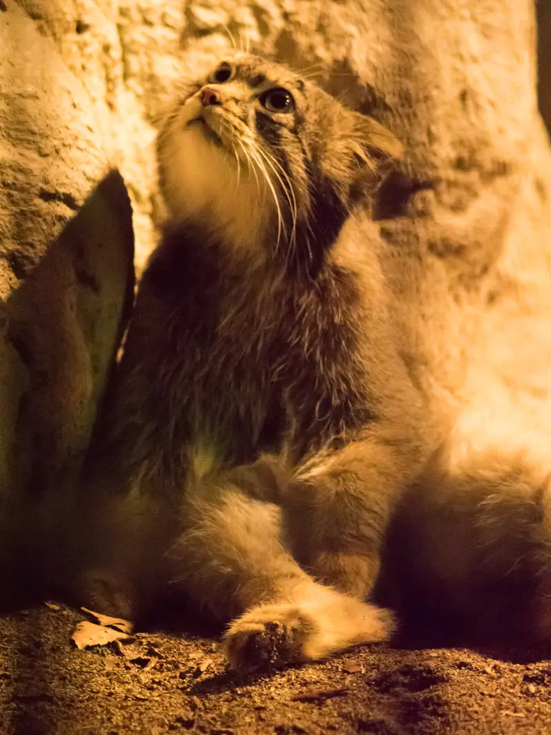 A photograph of Figa in Nogeyama Zoo
