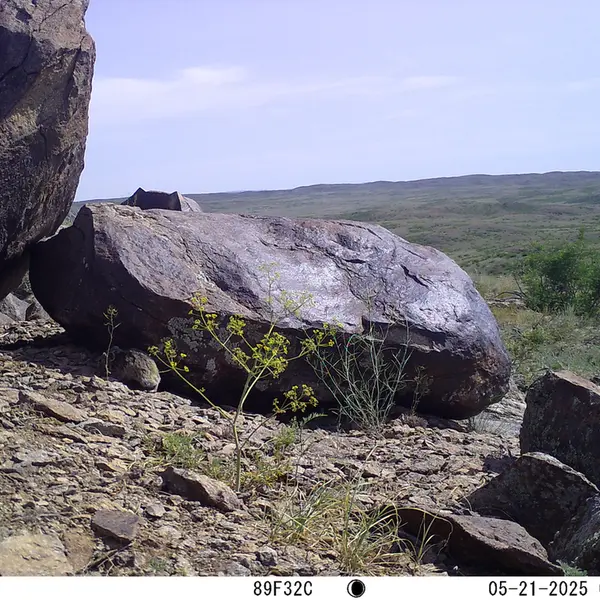A photograph of Kazakh pika from Koshkar camera trap
