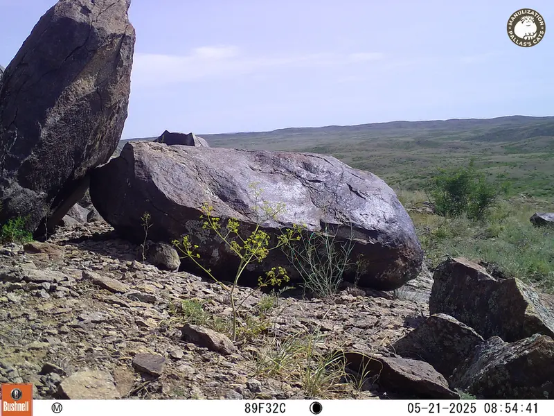 A photograph of Kazakh pika from Koshkar camera trap