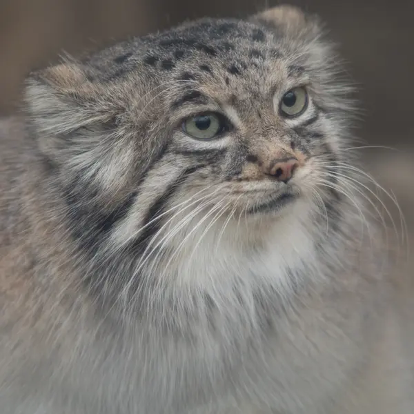 A photograph of Az in Kobe Animal Kingdom