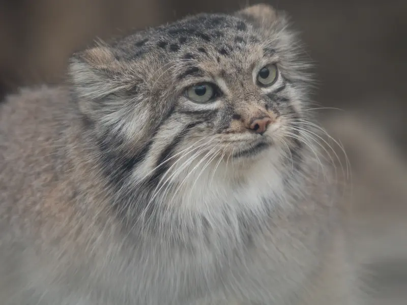 A photograph of Az in Kobe Animal Kingdom