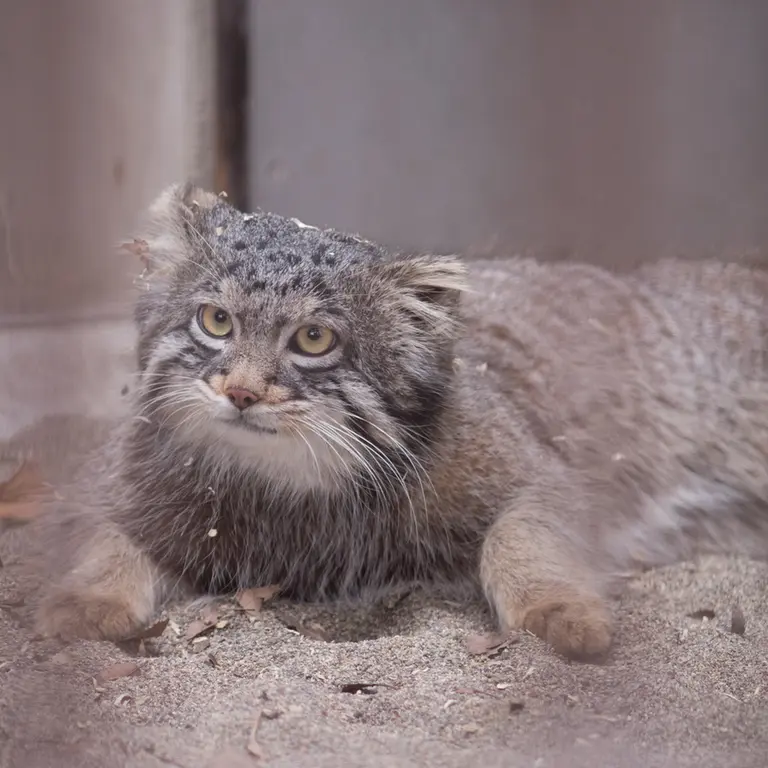 A photograph of Figa in Nogeyama Zoo
