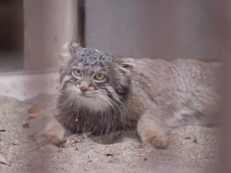 A photograph of Figa in Nogeyama Zoo
