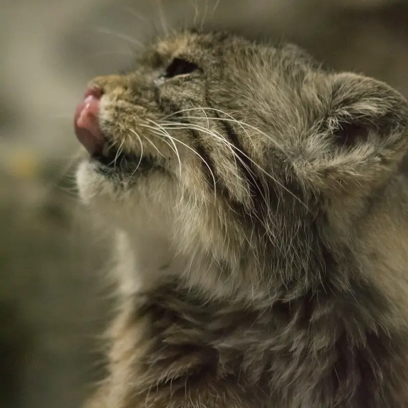 A photograph of Primula in Ueno Zoological Gardens