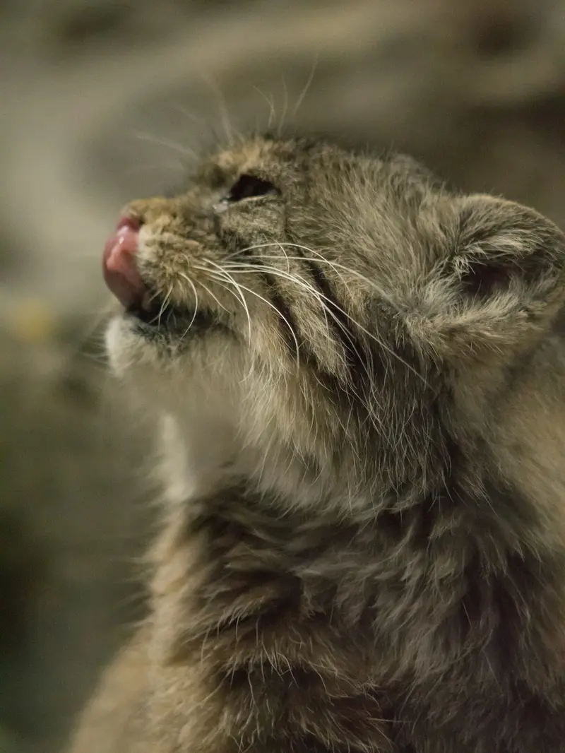 A photograph of Primula in Ueno Zoological Gardens