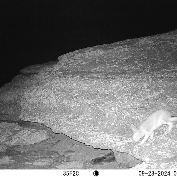 A photograph of Hare from Bektauata 1 camera trap
