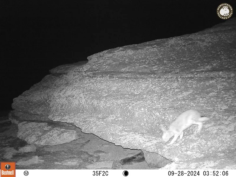 A photograph of Hare from Bektauata 1 camera trap
