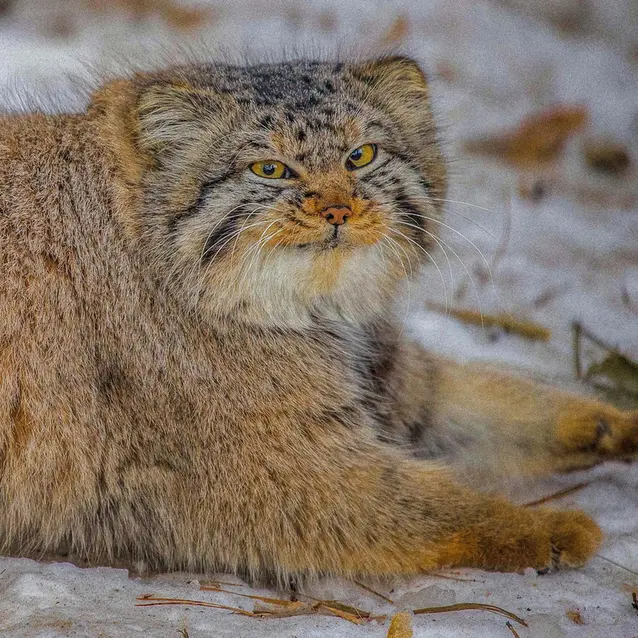 A photograph of Son of Eve 2024 Ⅱ in Novosibirsk Zoo