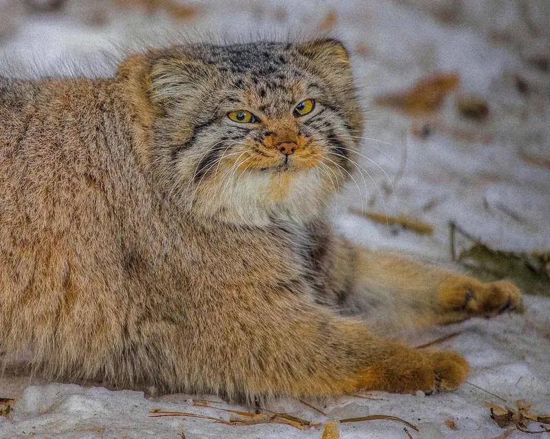 A photograph of Son of Eve 2024 Ⅱ in Novosibirsk Zoo