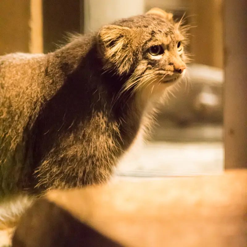 A photograph of Figa in Nogeyama Zoo