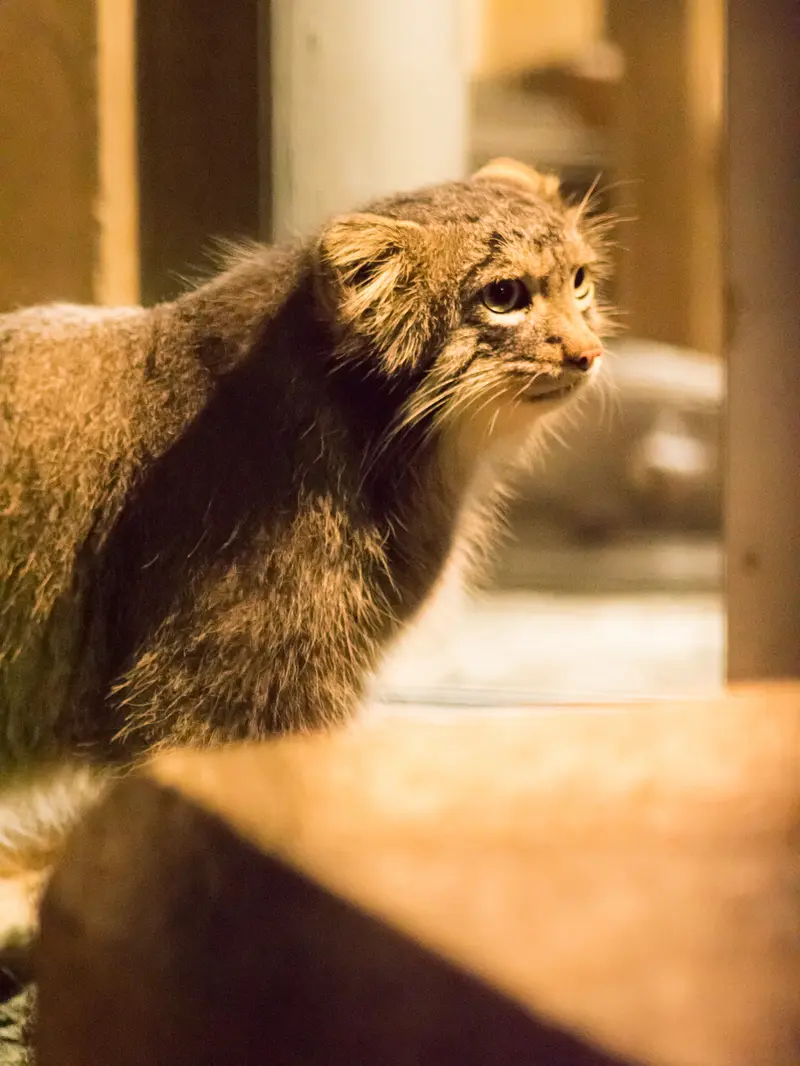 A photograph of Figa in Nogeyama Zoo