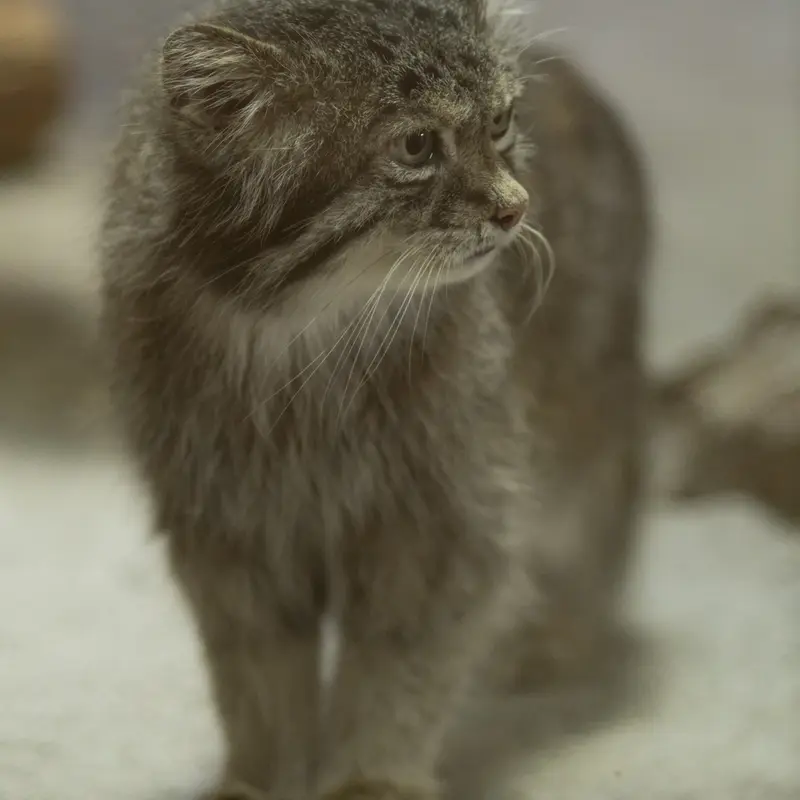A photograph of Klyon in Ueno Zoological Gardens