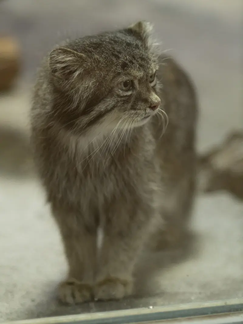 A photograph of Klyon in Ueno Zoological Gardens