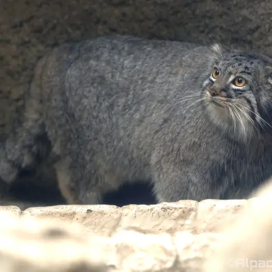 A photograph of Mei in Kobe Animal Kingdom