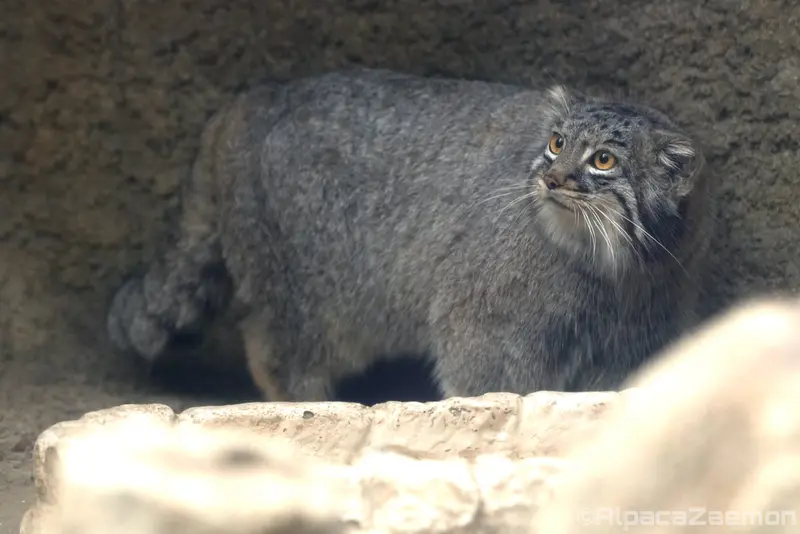A photograph of Mei in Kobe Animal Kingdom