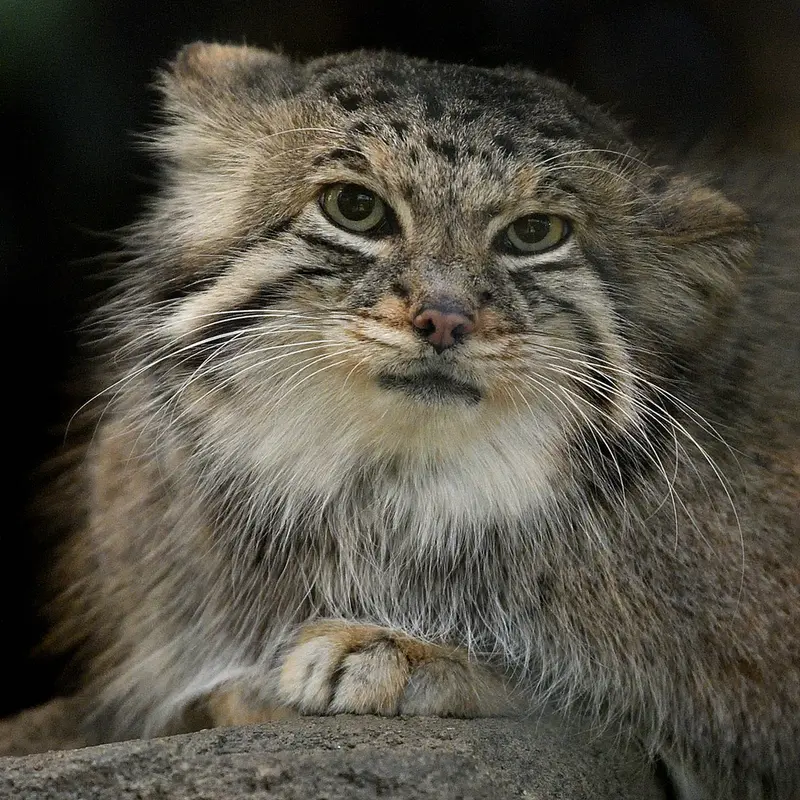 A photograph of Az in Kobe Animal Kingdom