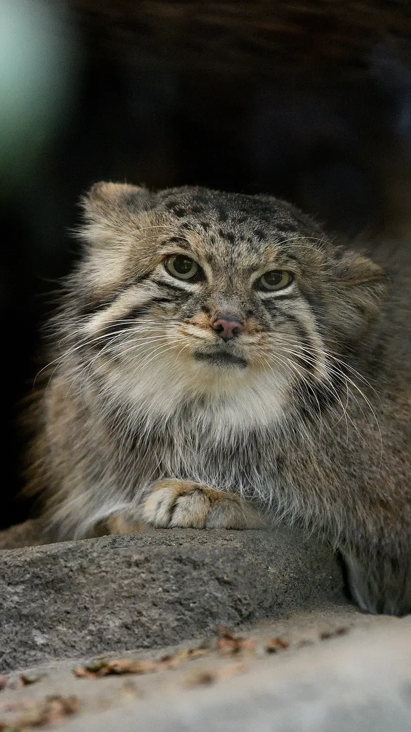 A photograph of Az in Kobe Animal Kingdom