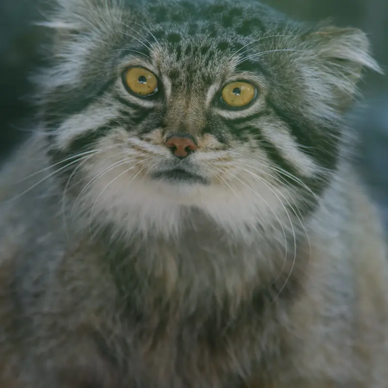 A photograph of Grusha in Asahiyama Zoo