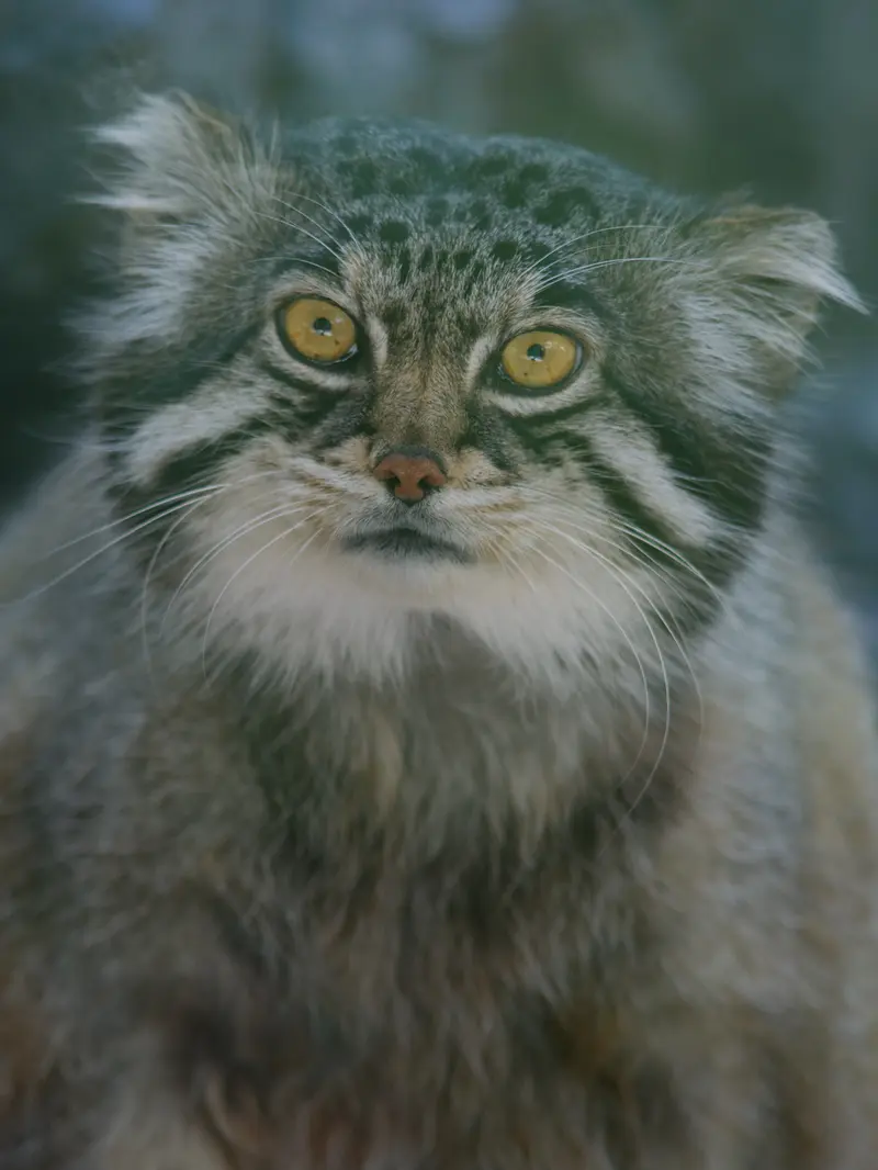 A photograph of Grusha in Asahiyama Zoo