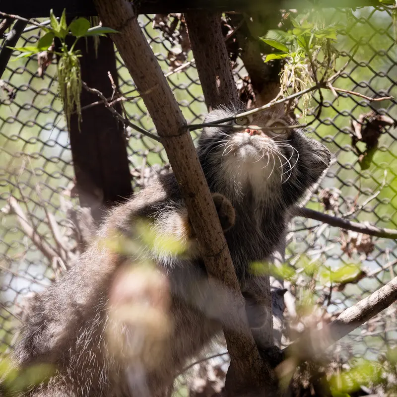 A photograph of Zosya in Novosibirsk Zoo