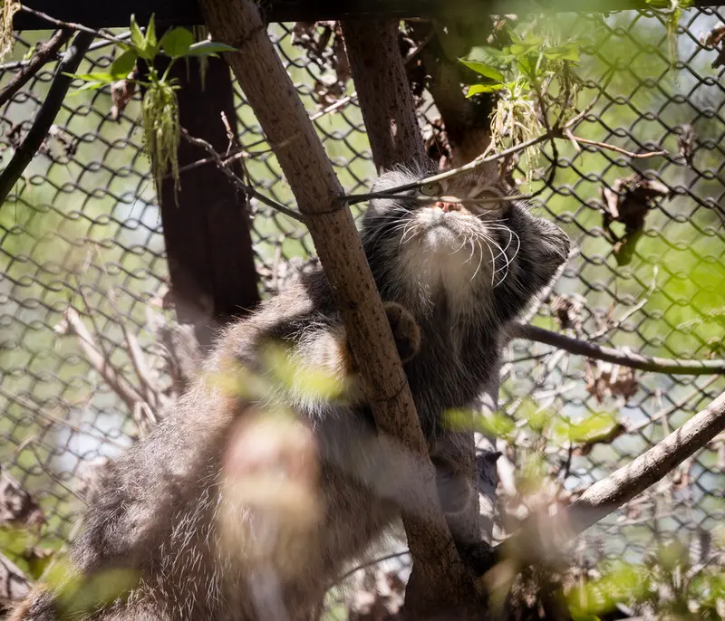 A photograph of Zosya in Novosibirsk Zoo
