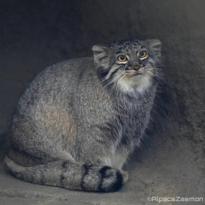 A photograph of Mei in Kobe Animal Kingdom