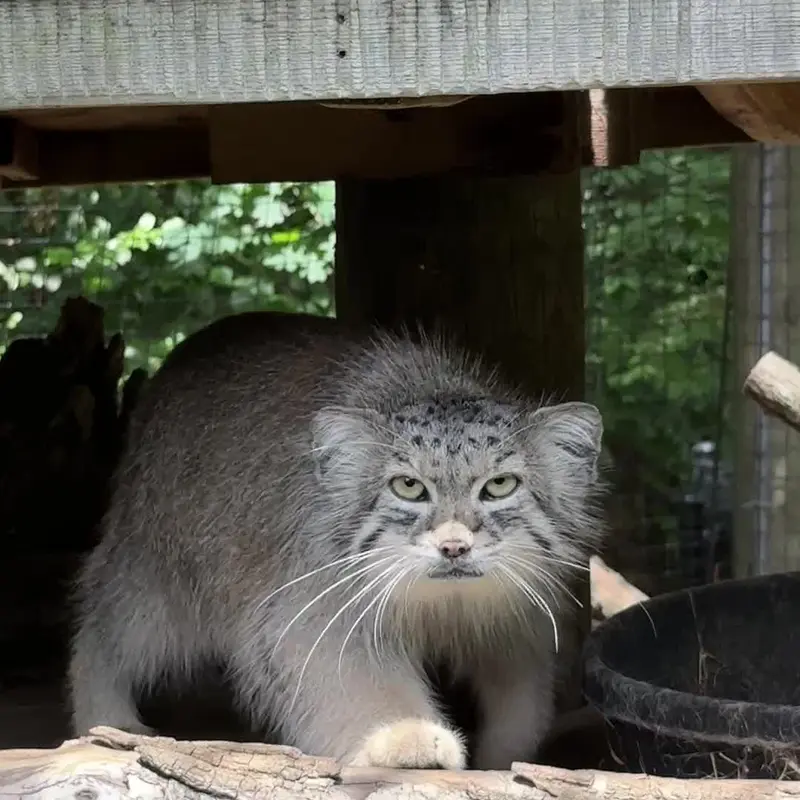 A photograph of a Pallas's cat in Smithsonian's National Zoo