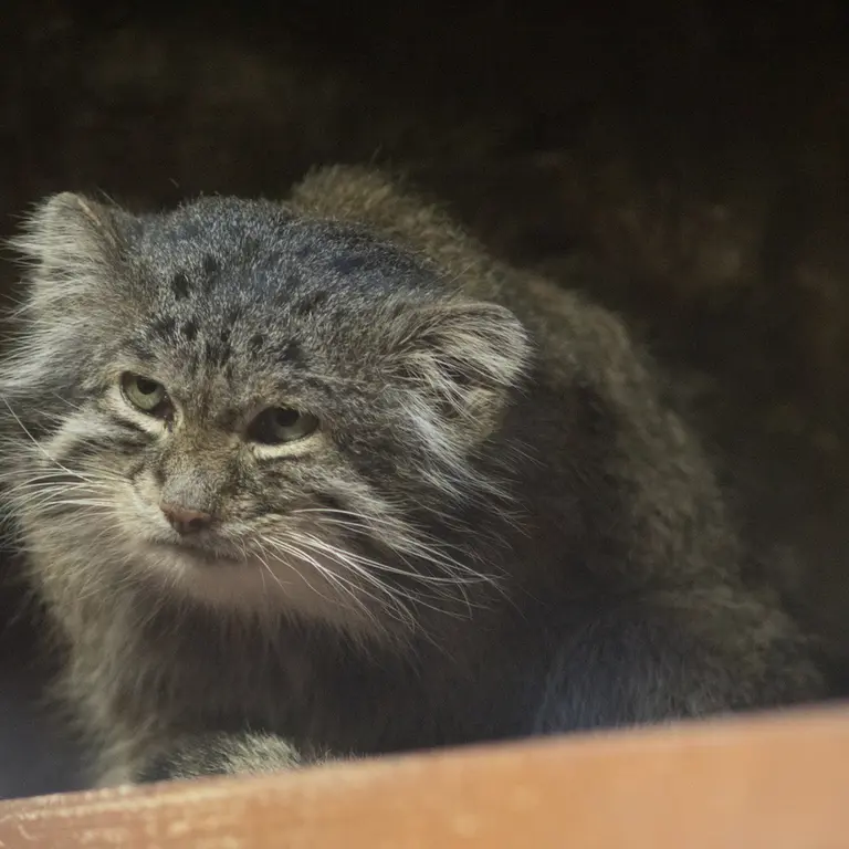 A photograph of Klyon in Ueno Zoological Gardens