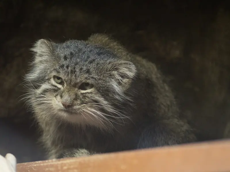 A photograph of Klyon in Ueno Zoological Gardens
