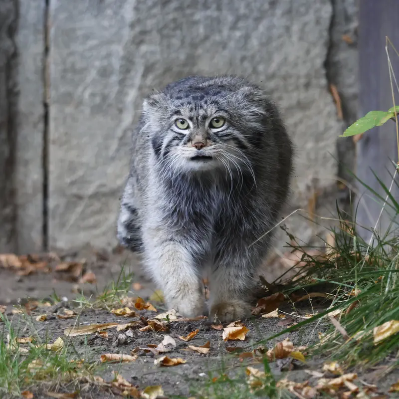 A photograph of a Pallas's cat