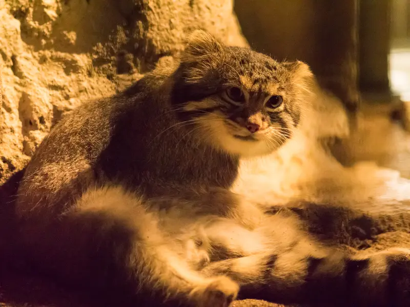 A photograph of Figa in Nogeyama Zoo