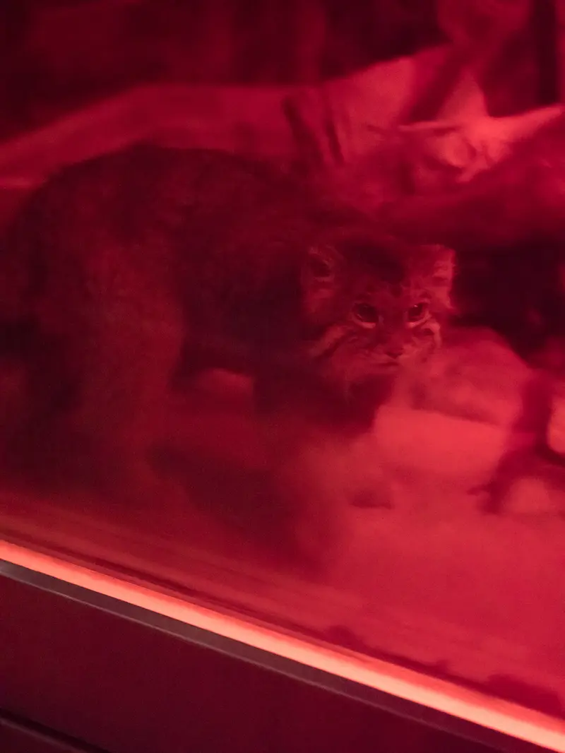 A photograph of Naim in Ueno Zoological Gardens