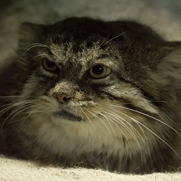 A photograph of Primula in Ueno Zoological Gardens
