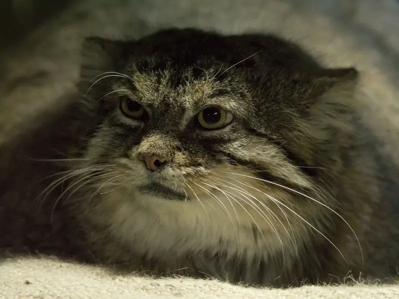 A photograph of Primula in Ueno Zoological Gardens