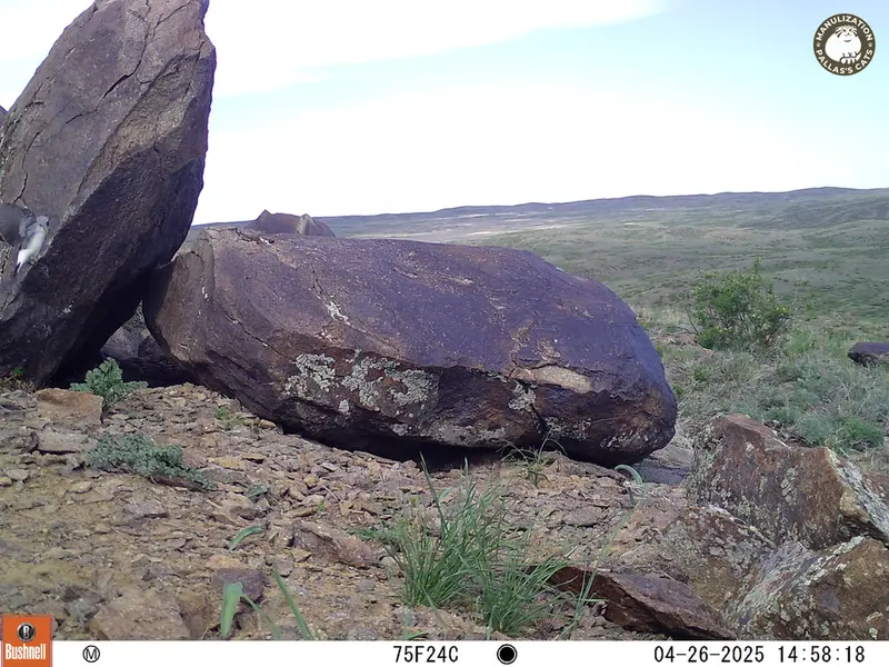 A photograph of a Pallas&#039;s cat from Koshkar camera trap