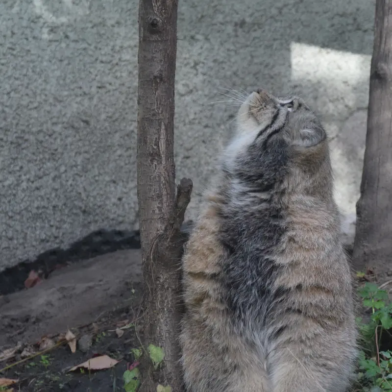 A photograph of Bohus in Budapest Zoo & Botanical Garden