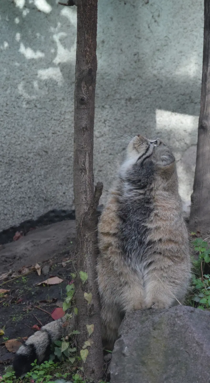 A photograph of Bohus in Budapest Zoo & Botanical Garden