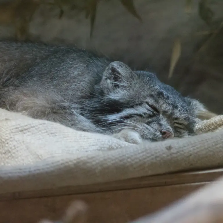 A photograph of Klyon in Ueno Zoological Gardens