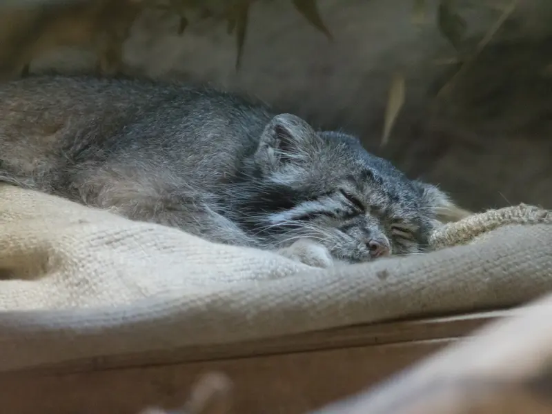 A photograph of Klyon in Ueno Zoological Gardens