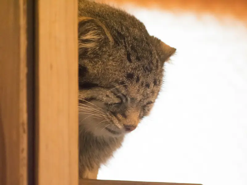 A photograph of Oto in Saitama Children's Zoo