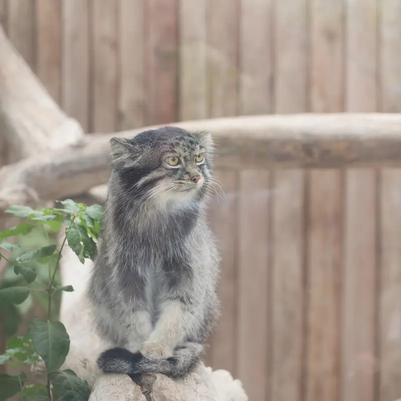 A photograph of Nar in Kobe Animal Kingdom
