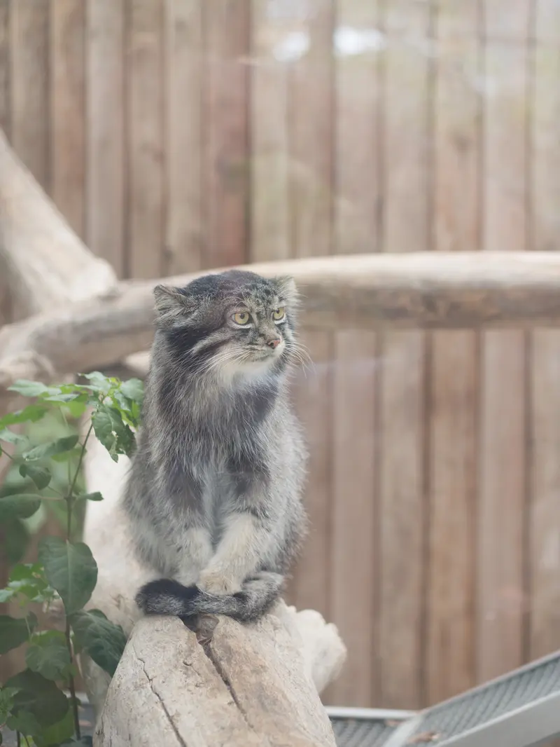 A photograph of Nar in Kobe Animal Kingdom