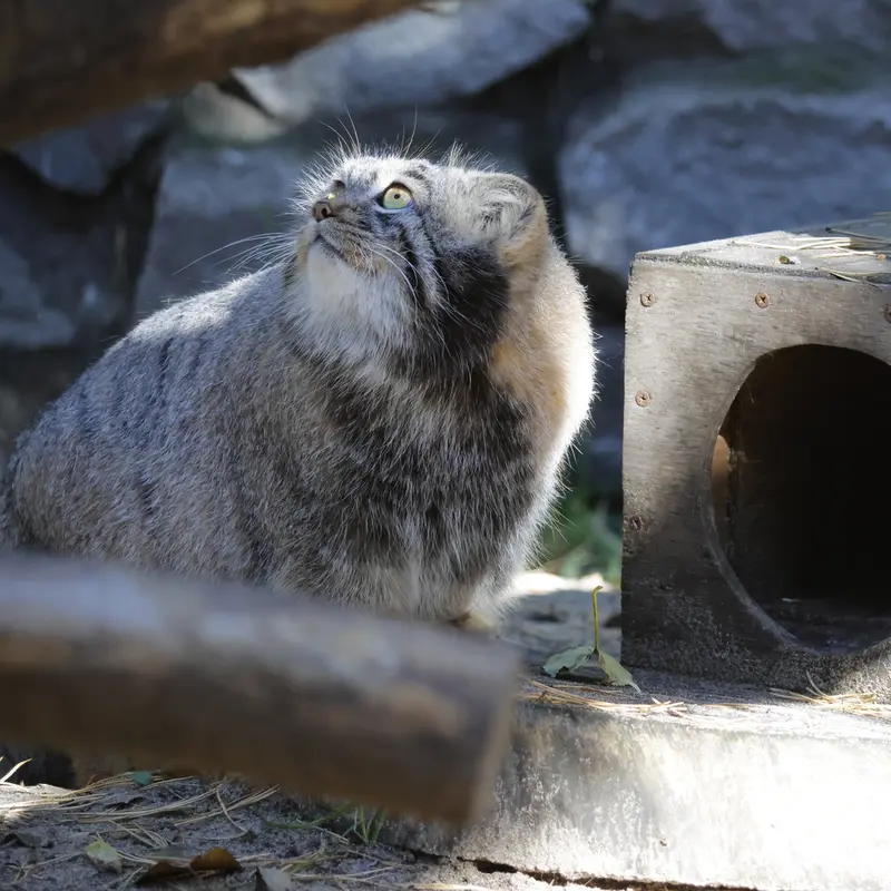 A photograph of Mensu in Novosibirsk Zoo