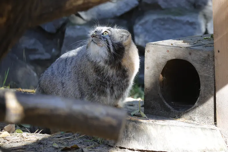 A photograph of Mensu in Novosibirsk Zoo